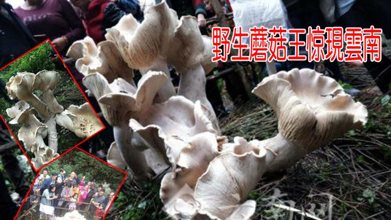 云南惊现野生蘑菇王 3天疯涨83.5厘米