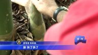 云林枫树湖社区 体验亲挖笋吃阿嬷手路菜