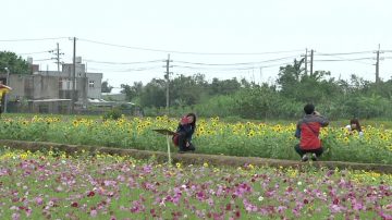 桃園楊梅花彩節 客家農村首度登場