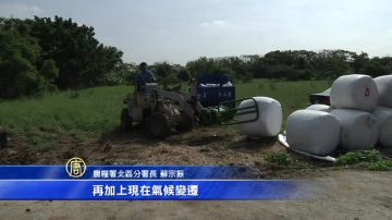 牛和菇共享牧草 农委会引进打包新利器