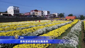 中国进口菊农药多 铜锣杭菊花海无毒认证