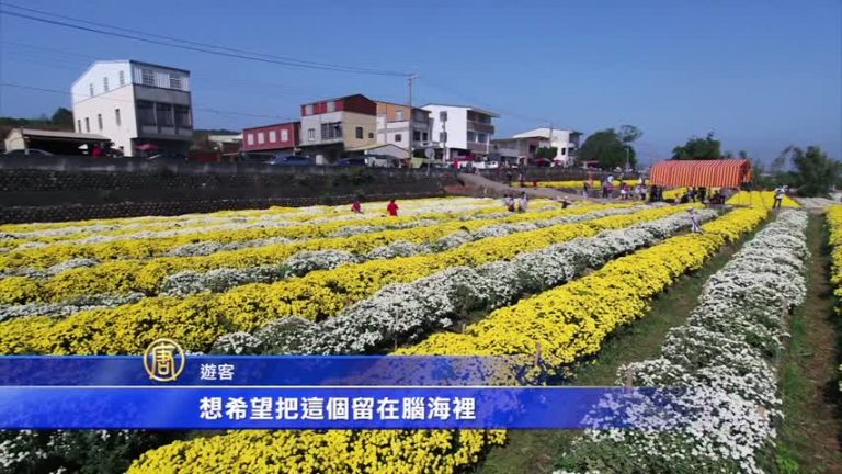 中國進口菊農藥多 銅鑼杭菊花海無毒認證
