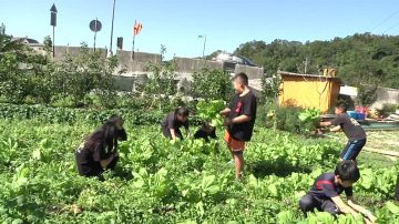 客家酸菜製作 推動食農教育