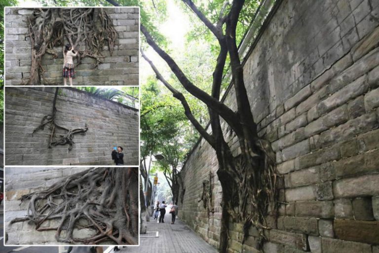 重慶石牆上懸空長出數棵大樹  網友：天然藝術品
