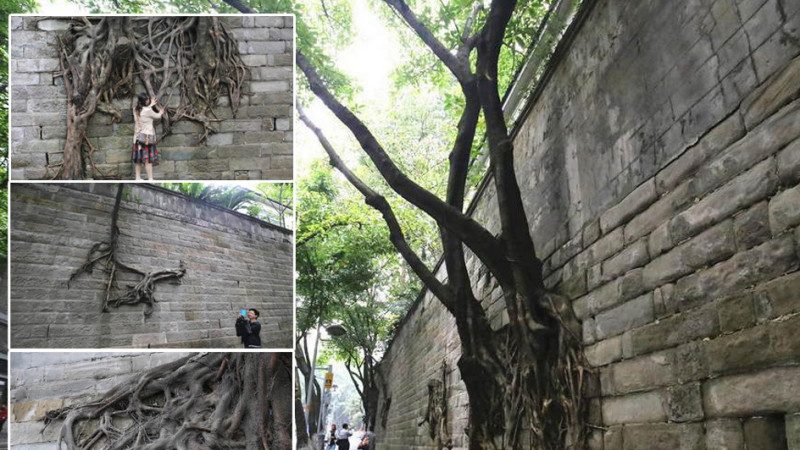 重庆石墙上悬空长出数棵大树  网友：天然艺术品
