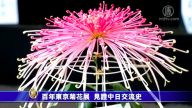 百年東京菊花展  見證中日交流史