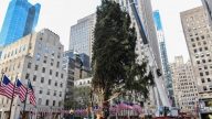 洛克菲勒聖誕樹抵達紐約 開啟節日季