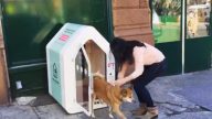 帶愛犬出門無處放？ 紐約出現「托狗屋」服務