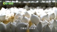美麗心台灣：環控養菇 兄弟創業不畏辛勞