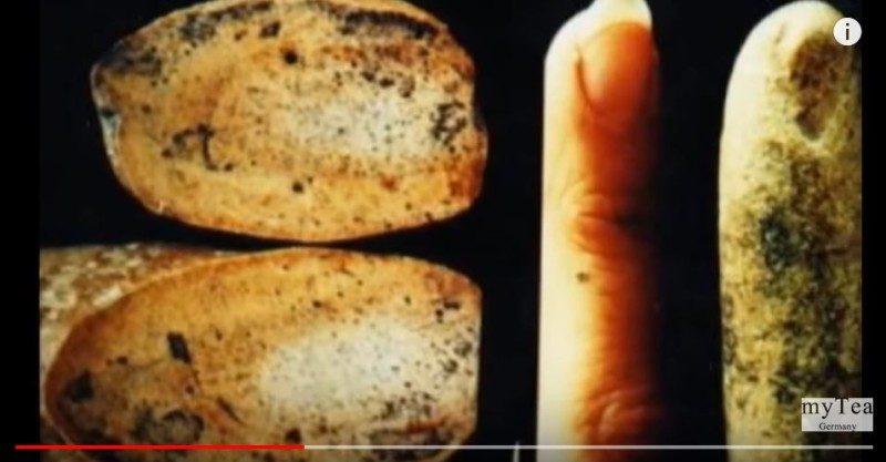 这一亿年手指化石 颠覆了人类历史认知（视频）