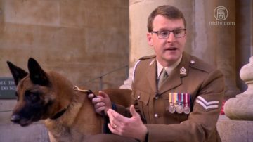 阿富汗戰場立功 英軍犬馬裡獲迪金勳章