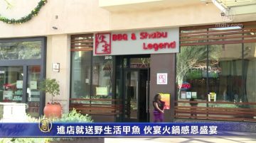 进店就送野生活甲鱼 伙宴火锅感恩盛宴