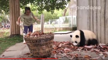 太逗了！饲养员智斗调皮熊猫宝宝（视频）