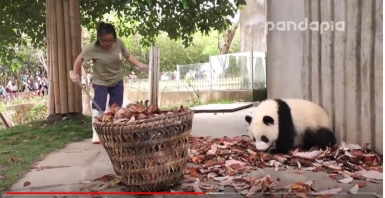 太逗了！飼養員智鬥調皮熊貓寶寶（視頻）