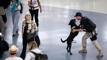 纽约警方使出秘密武器 感恩节游行轻烟犬上阵