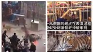 山西馬戲團老虎衝破鐵籠 觀眾逃散2人被抓傷（視頻）