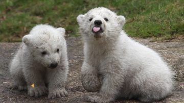 聖誕節前夕 柏林動物園喜迎北極熊寶寶