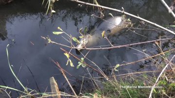 痊愈加州海狮节日间返还家园