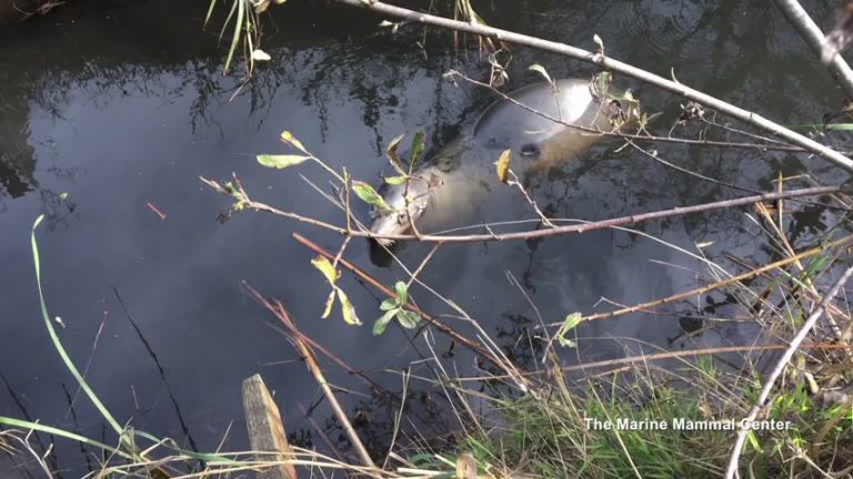 痊癒加州海獅節日間返還家園