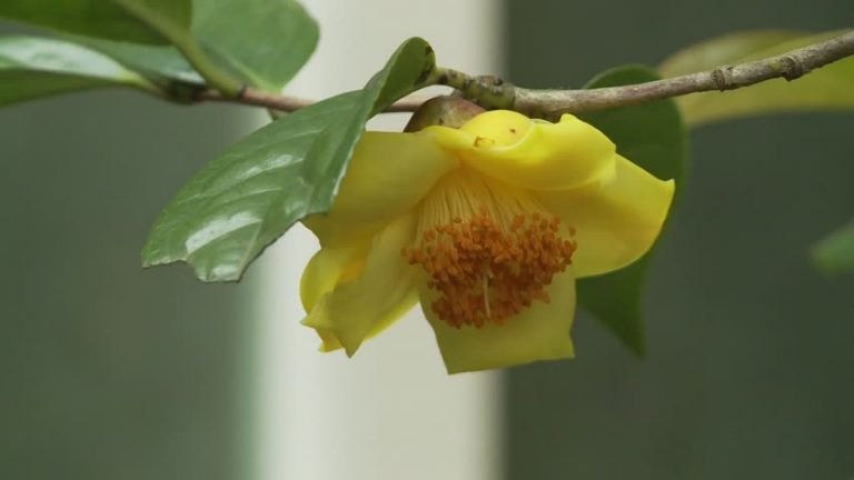 迎接新年 山茶花特展添初春氣息