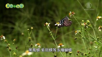 美丽心台湾：山谷自足野生活 以草相创造自然生态