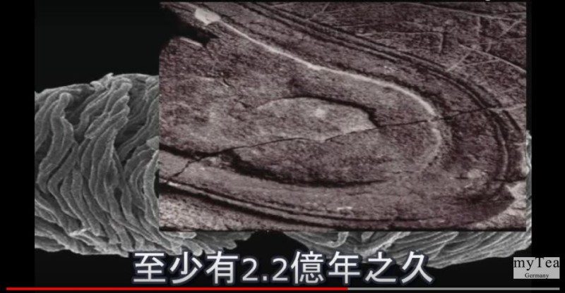 這2億年前的鞋印 是否將改寫人類歷史 ?（視頻）