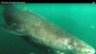 北大西洋发现“超高龄”母鲨 初估可能有512岁