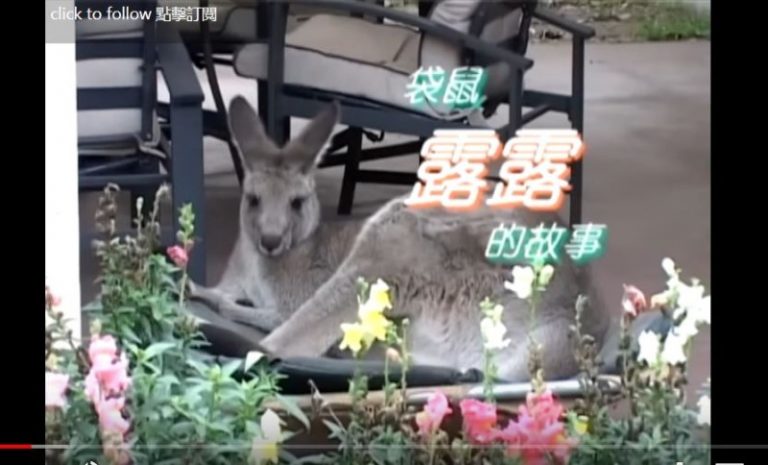 一段人與動物生死相救的感人故事--袋鼠LULU的故事（視頻）