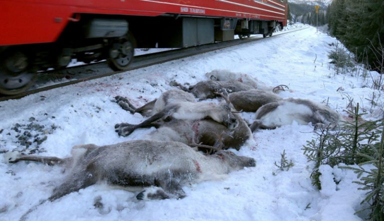 拉「雪橇」馴鹿 遭挪威法院下令撲殺