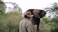 突遇大象攻擊 南非導覽員用這招全身而退