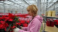 聖誕紅營造佳節氣氛 注意汁液有毒勿踫觸