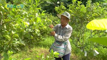 美丽心台湾：不施肥不喷药 自然农法芭乐令人回味