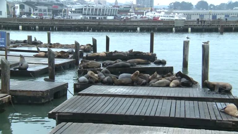 海獅安家漁人碼頭28年 新年現觀賞潮