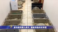 動物難熬數九寒天  鬣蜥海龜紛紛凍僵