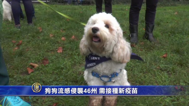 狗狗流感侵襲46州 需接種新疫苗
