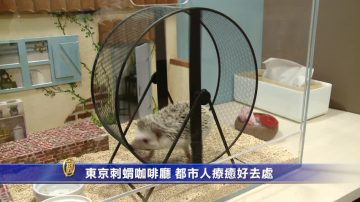 日本东京刺猬咖啡厅 都市人疗愈好去处