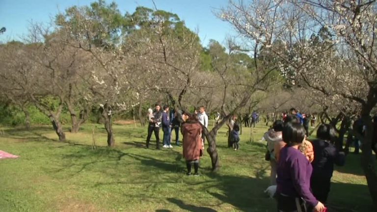 台灣清大「梅園」花開  賞梅不用長途跋涉