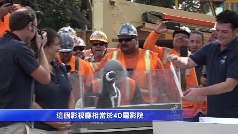 長灘水族館擴建 企鵝也來湊熱鬧