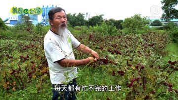 美麗心台灣：都市邊緣的昂貴農地 周啟霖堅持永續經營