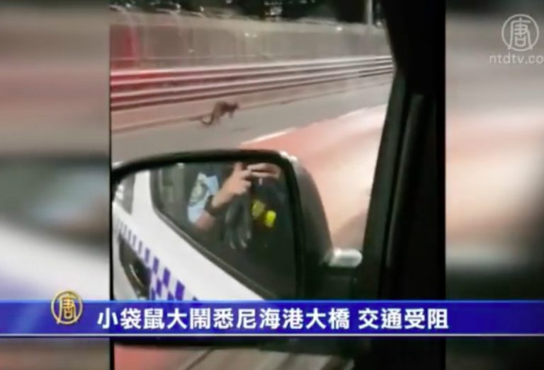 小袋鼠大鬧悉尼海港大橋 交通受阻