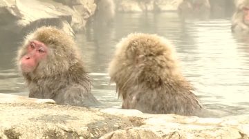 逛溫泉看雪猴 日本冬天新趣味