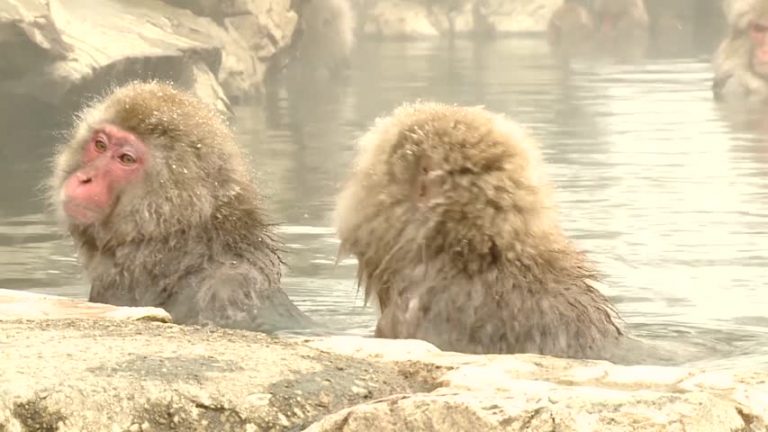 逛溫泉看雪猴 日本冬天新趣味