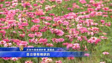 花海节登场 27公顷花海缤纷绽放