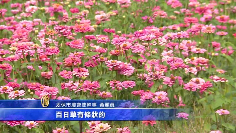 花海節登場 27公頃花海繽紛綻放