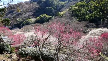 凌寒报春早 日本热海百株梅花盛开