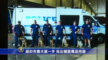 紐約市警犬展一手 找出藏匿毒品兇器