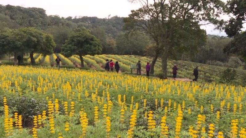 恋恋鲁冰花  桃园龙潭三月登场