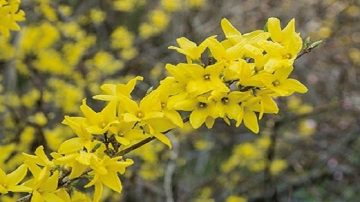 東風化雨逐西風 又是一年立春時