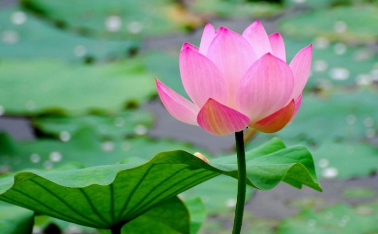 誦經四十年 免災一瞬間