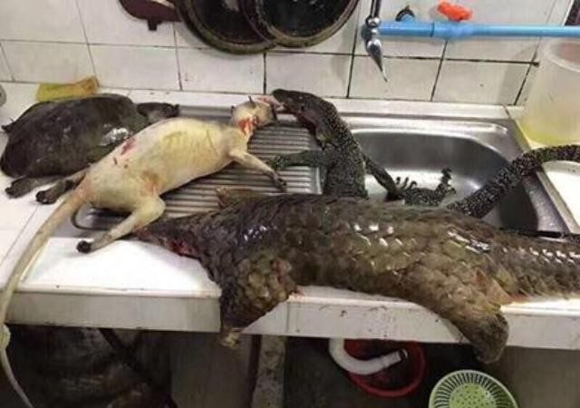中国另类年夜饭引轰动 鲨鱼穿山甲蜥蝪惊现厨房